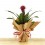 Guzmania Francesca (vaso 13 cm ø)