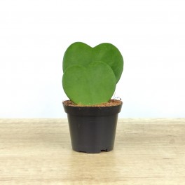Hoya kerrii ou planta-coração dobro (vaso 7 cm ø)