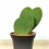 Hoya kerrii ou planta-coração dobro (vaso 7 cm ø)