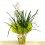 Orquídia Cymbidium 2 vares (test 19 cm ø)