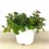 Menthe arôme orange bio (pot Ø 13 cm)