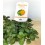 Menta gust taronja ecològica (test 13 cm Ø)