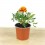 Damasquina, Oeillet de Maure ou Tagetes Patula