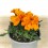Damasquina, Oeillet de Maure ou Tagetes Patula
