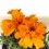 Damasquina, Oeillet de Maure ou Tagetes Patula