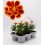 Damasquina, Oeillet de Maure ou Tagetes Patula