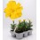 Damasquina, Oeillet de Maure ou Tagetes Patula