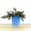 Lithodora diffusa (vaso de 16 cm ø)