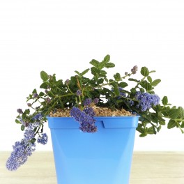 Lithodora diffusa (vaso de 16 cm ø)