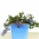 Lithodora diffusa (vaso de 16 cm ø)