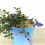 Lithodora diffusa (vaso de 16 cm ø)