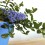 Lithodora diffusa (vaso de 16 cm ø)