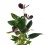 Anthurium chocolat