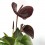 Anthurium xocolata