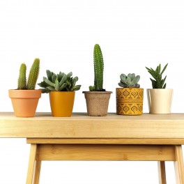 Cactus (maceta 5,5 cm ø)