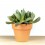 Cactus (maceta 5,5 cm ø)