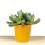 Cactus (maceta 5,5 cm ø)