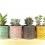 Cactus (maceta 5,5 cm ø)