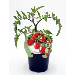 Mudas de tomate cherry garden berry natural (vaso de 10,5 cm Ø)