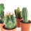 Cactus (maceta 5,5 cm ø)