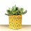 Cactus (maceta 5,5 cm ø)