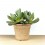 Cactus (maceta 5,5 cm ø)