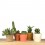 Cactus (maceta 5,5 cm ø)