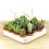 Cactus (maceta 5,5 cm ø)