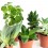 Cactus (maceta 5,5 cm ø)