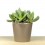 Cactus (maceta 5,5 cm ø)