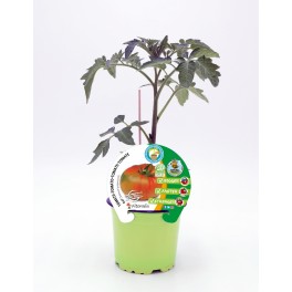 Semis de Tomate Raf greffée hybride naturel (pot Ø 12 cm)