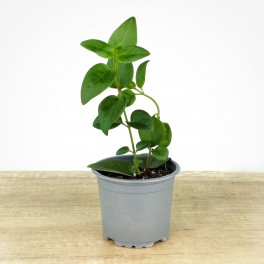 Vinca major (vaso 10,5 cm ø)