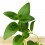 Vinca major (vaso 10,5 cm ø)
