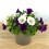 Potunia