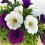 Potunia