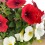 Potunia