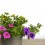 Calibrachoa (maceta 13cm Ø)