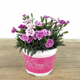 Clavel Pink Kisses (maceta 13 cm ø)