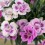 Clavel Pink Kisses (maceta 13 cm ø)