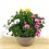 Dimorphoteca ou Marguerite Africaine