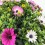 Dimorphoteca ou Marguerite Africaine
