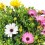 Dimorphotheca