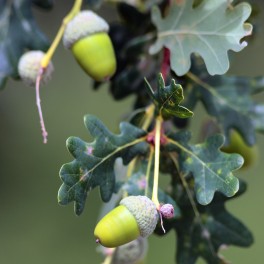 Encina (quercus ilex) (semillero forestal 50 plantas)