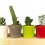Cactus (maceta 5,5 cm ø)