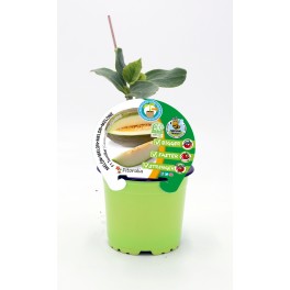 Plantel melón injertado hibrido natural (maceta 12 cm Ø)