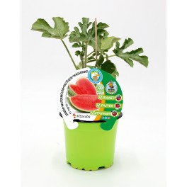 Semis de pastèque greffée hybride naturel (pot Ø 12 cm)