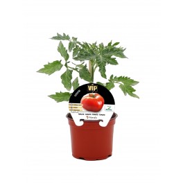 Mudas de tomate híbrido Bodar natural (vaso de 10,5 cm Ø)