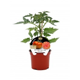 Mudas de tomate Cherokee natural (vaso de 12 cm Ø)