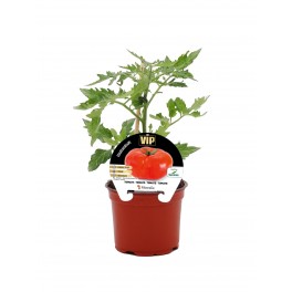 Mudas de tomate híbrido Montecarlo natural (vaso de 12 cm Ø)