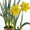 Narciso (vaso de 13 cm Ø)